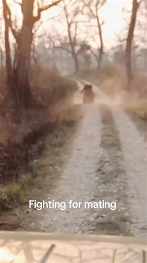 Tigerwildlife Camp on TikTok