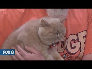 New Day Cleveland: CFA International Cat Show