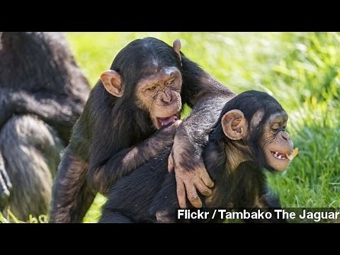 Scientists Translate Gesture Language Of Chimpanzees