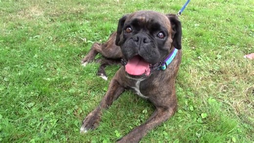 Animal rescues looking for new homes for pets