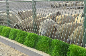 [Hot Item] Livestock Hydroponics Fodder System PVC Plastic Tray Muti-Layer 600kgs Per Day