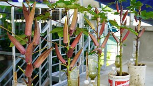 52K views · 1.2K reactions | Easy tricks for growing okra in plastic containers | DIY Balcony Garden | Facebook