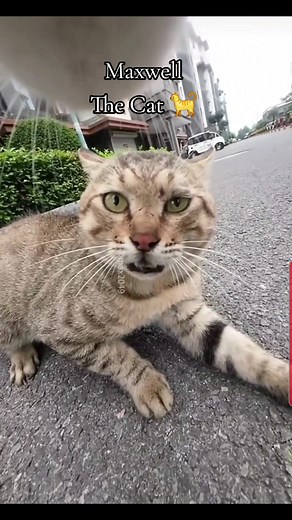 Maxwell The Cat: A Feline Sensation