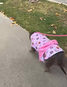 5.6K views · 332 reactions |  Pretty Little Izzy, the cutest velvet...