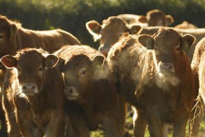 Working safely with livestock