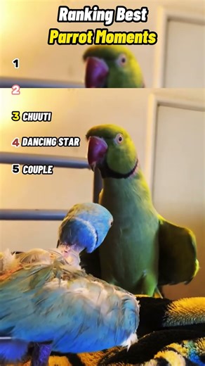 Ranking best parrrot moments #shorts