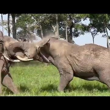 Giant Bull Elephants' Brutal Fight for Territory