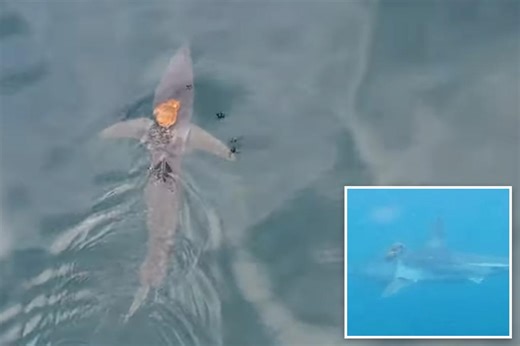 Octopus hitches ride on shark's back in remarkable footage that is  'a reminder of the wonders of the ocean': 'Sharktopus'