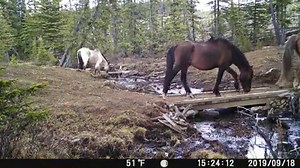 55K views · 2.5K reactions | Trail Cam Footage over the past few...