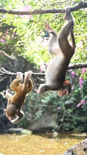HAWI Studios on Instagram: "Monkeys Macaque Playing on a Tree #monkey #macaque #playing #jungle #tree #nature #wildlife HA79105"