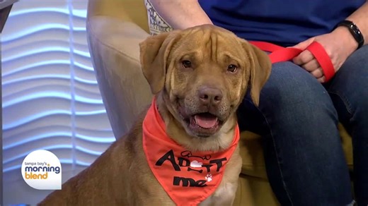 Pasco County Animal Services | Morning Blend