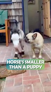 This teeny-tiny horse named Peabody thinks he’s a dog with no stop button 😅 #horses #dwarfhorse #cuddlebuddies | Cuddle Buddies