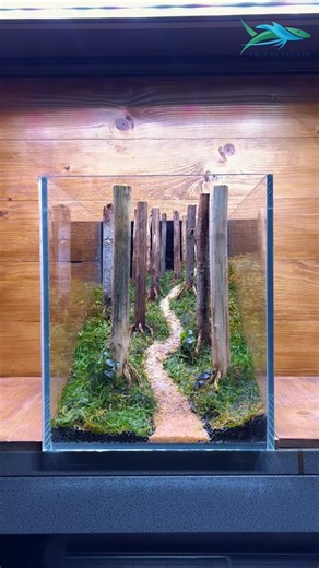 Join us on a journey to create a miniature underwater forest! Follow along as we carefully arrange rocks, driftwood, and aquatic plants to bring this aquascape to life. 🌿🌳 Contact us now via link in bio! #aquascapemalaysia #bonsaiaquascape #plantedtank #homedecorideas #aquascapedesign #plantedfishtank #plantedaquascape #interiordesign
