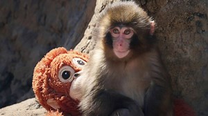 Punch the Monkey goes viral for carrying comfort stuffie