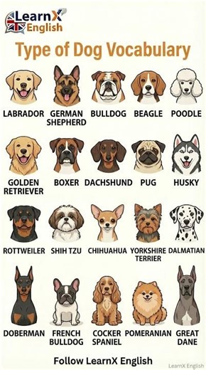 Dog Breeds Vocabulary | #dog #breeds,#dogbreeds #english #vocabulary