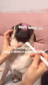 Your dog’s bad breath could be a sign of bigger health problems. ProDenta Dental Powder from Pup Labs fights plaque, strengthens gums, and freshens breath—all with one scoop a day. ✅ Zero preservatives or fillers ✅ Vet approved and reviewed ✅ For all ages, breeds and sizes No brushing, no hassle. Keep your dog happy and healthy! Try it today, risk-free with our 180-day guarantee👇🏻 | Pup Labs