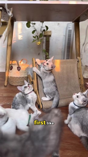 Making Difficult Choices for Our Beloved Pets