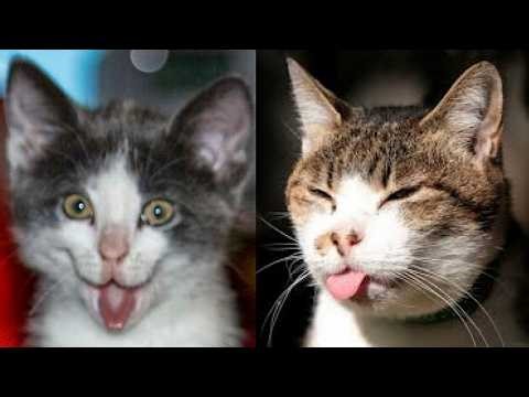 🤣🤪 The Funniest Cat Fails Ever Caught on Camera - Prepare to Laugh! 😂