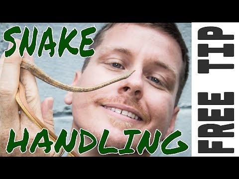 Snake Handling (Hook Training)- Free Tip Friday #2