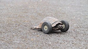 After losing both front legs, this 90 year old tortoise is moving at turbo speed thanks to her resourceful owners! We are wheely happy for her! 🥰 Video: YouTube Amazing Animals | Discount Tire