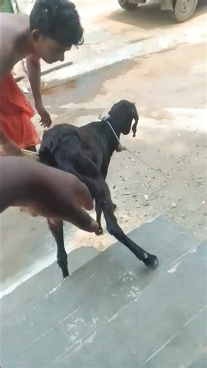 Funny Talking soft skin Husky! #shorts #dog #funny #funnydogs #funnyshorts #relatable #comedy