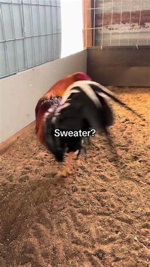 ##breedingseason #selectivebreeding #purebredgamefowl #breederlife #farmbreeder