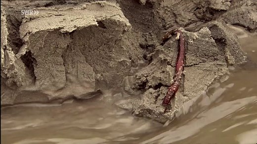 planet schule: Lebensraum Nordsee · Natur nah