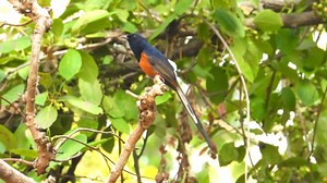 White-rumped shama calling (Copsychus malabaricus) Southeast Asia. | BIRDS & Nature