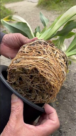 #植え替え【万年青の根！】#万年青の豊明園 #万年青 #omoto #豊明園 #根