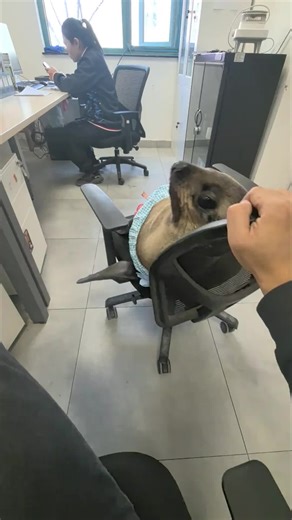 Cunning Sea Lion Tricks You Never Knew About