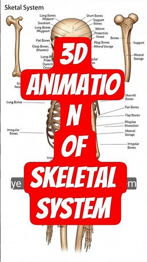 #3D Animation of the Human Skeletal System#shots #anatomy