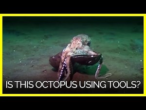 Is This Octopus Using Tools?
