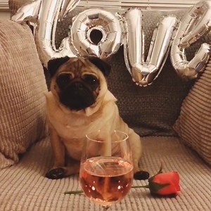 Doggy Style, Episode 70: Dogs Love Their Owners