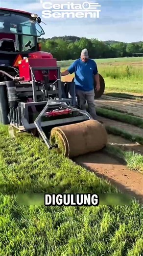 Quick way to make an instant green yard