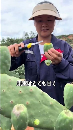トゲだらけなのに美味しい？サボテンを食べる理由