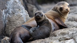 Surprise! Sea lion gives birth in front of New York Aquarium visitors