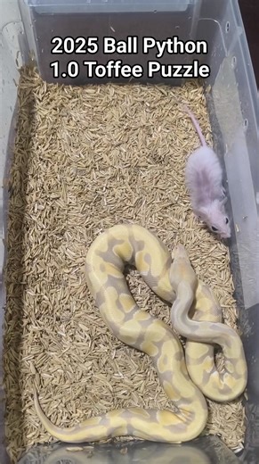 2025 Ball Python 1.0 Toffee Puzzle ASF #TeamHilas #teamhilaskoreananghilas #teamkoreananghilas #ballpython #exoticpet #ballpythonmorphs | UGround Exotics