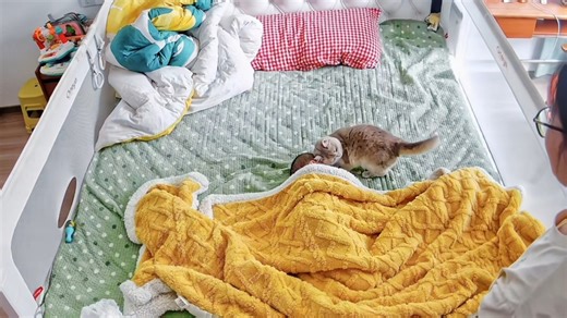 Scottish Fold cat gently interacts with sleeping baby in Chongqing, China