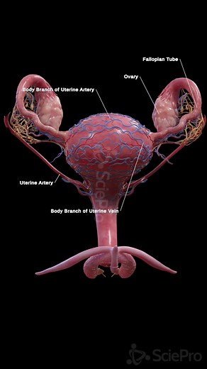 Vascular Anatomy of the Uterus Visualized in 3D