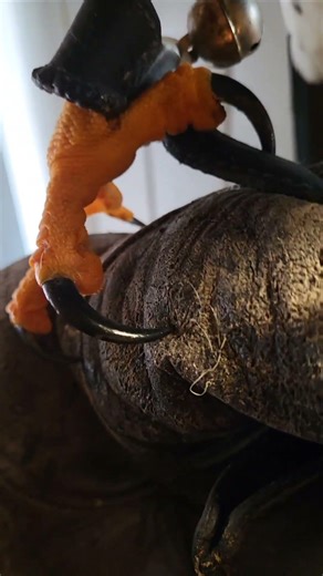 SHARP HARRIS HAWK TALONS CLOSE UP