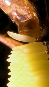 Mosquito Laying Eggs! | Mr Scientific