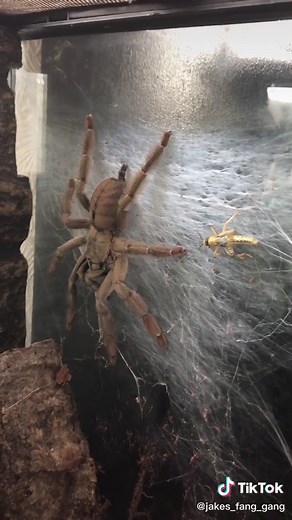 Terrifying Spider Jump Scare Compilation