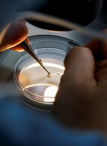 Kids later than sooner. South Korean women freeze eggs as child-rearing costs surge