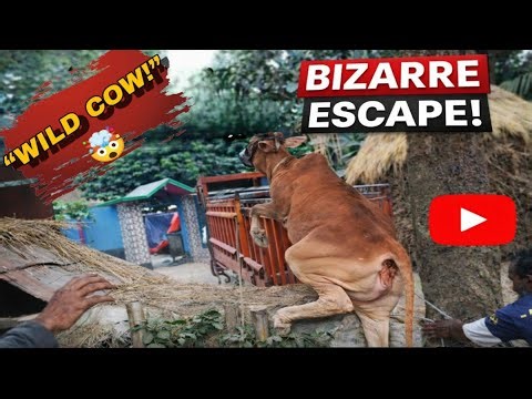 “Wild Cow! 🐄 Crazy Moments in the Farm | Funny & Amazing Cow Video”