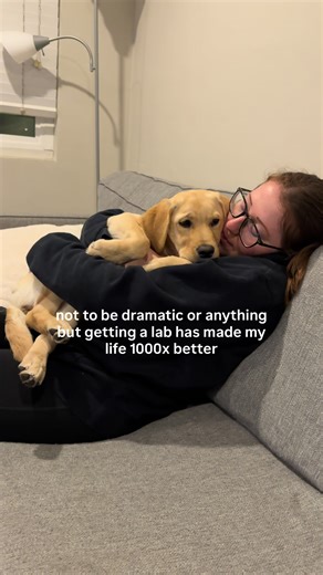 Adorable Yellow Labrador Puppies: All You Need to Know