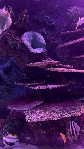 Musik rileksasi santai yang menenangkan hati, membantu tidur nyenyak, dan mengurangi stres, kecemasan, serta depresi. Melodi Damai: Temukan ketenangan dengan komposisi kami yang diciptakan dengan hati-hati untuk menciptakan suasana yang tenang. Bantuan Tidur: Tidurlah dengan nyenyak dan pulih dengan musik tidur kami yang menenangkan. Pelepas Stres: Hilangkan kekhawatiran Anda dan rileks dengan lagu-lagu kami yang meredakan stres. Mengurangi Kecemasan & Depresi: Rasakan kekuatan penyembuhan musik