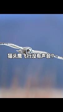 The Owl, a Nocturnal Hunter: Can They Really See the Supernatural? A Deep Dive into Paranormal Le...