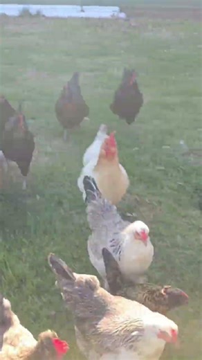 Chickens getting scratch #chicken #chickenlife #backyardchickens #farmanimals #farmlife #farmvlog