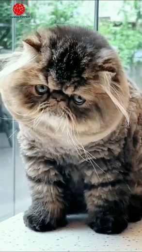 😾 The Grumpy Fluffy Cat You Can’t Stop Watching! 🐾✨