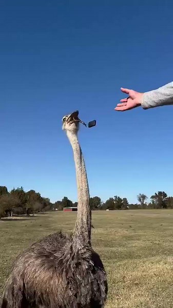 Car Keys Express on TikTok